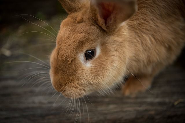 Check Out Fayetteville Animal Clinic’s New Website!