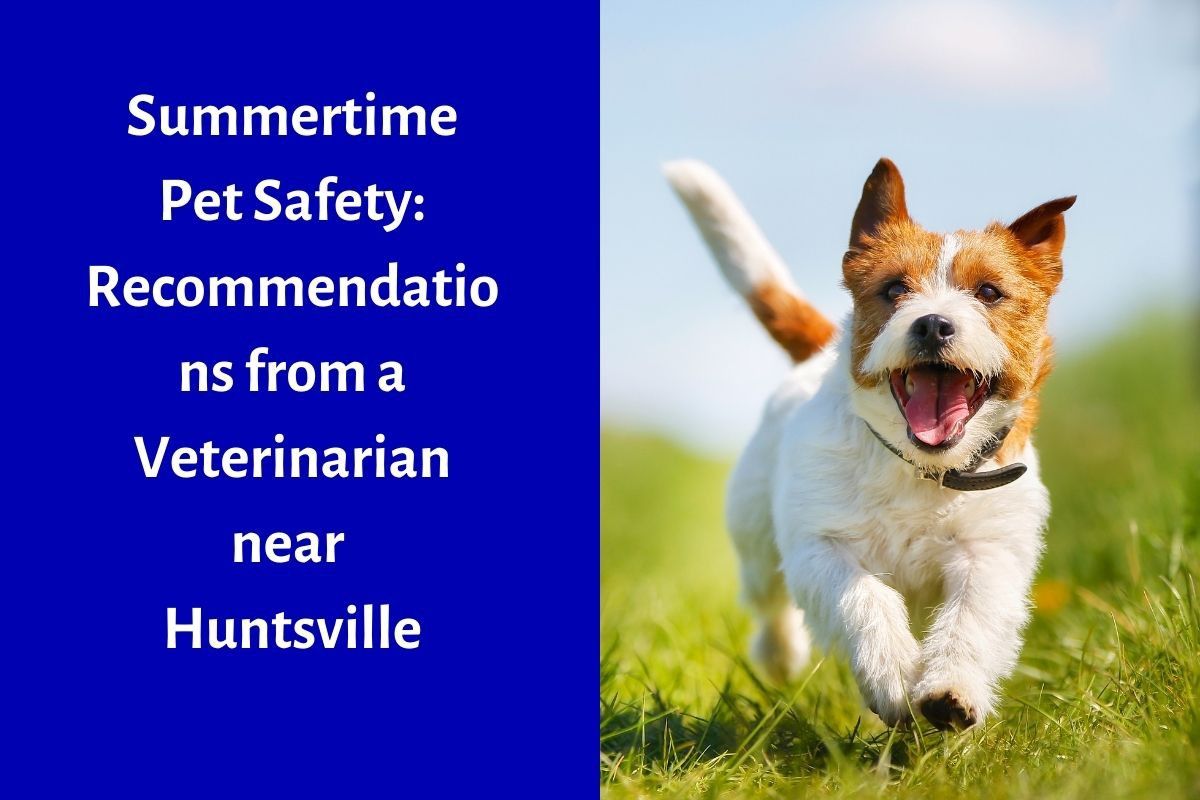 Summertime-Pet-Safety-Recommendations-from-a-Veterinarian-near-Huntsville