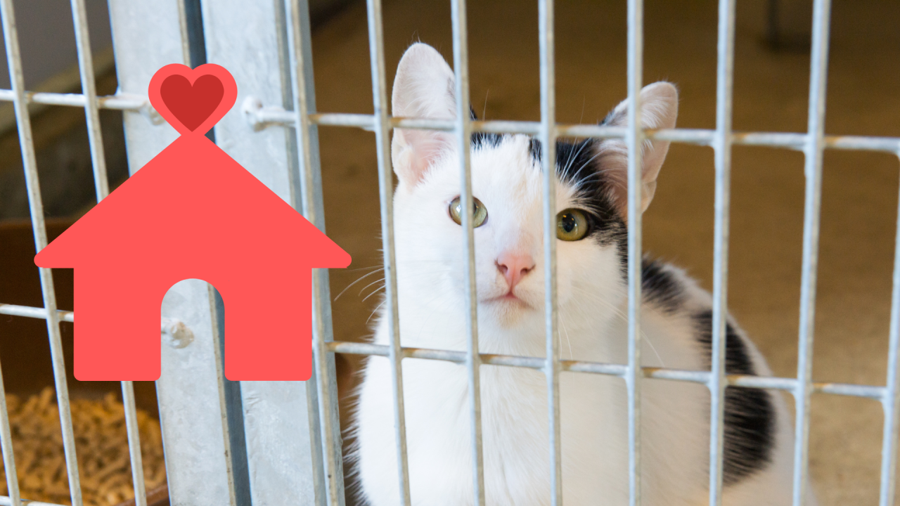 Family adopting a shelter pet with guidance from Fayetteville Animal Clinic in Fayetteville, TN