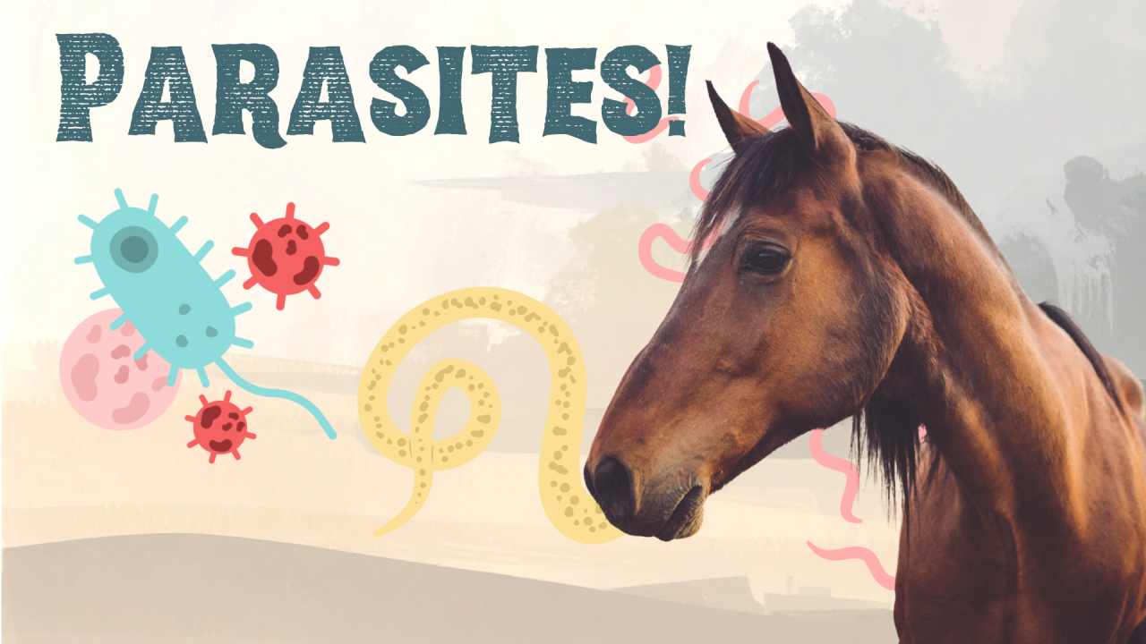 Fayetteville Animal Clinic Parasite Prevention