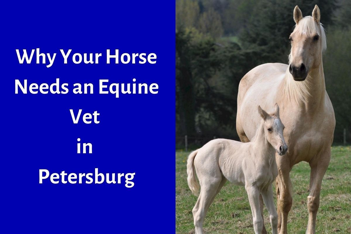 Why Your Horse Needs an Equine Vet in Petersburg