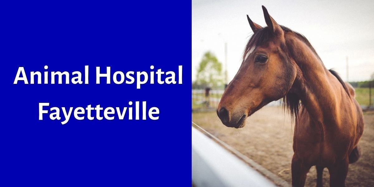 Animal Hospital Fayetteville
