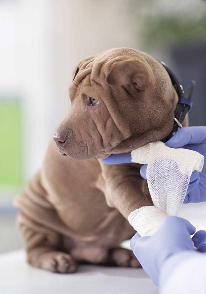 Fayetteville emergency animal store hospital