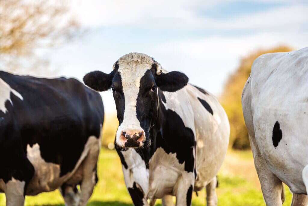 A black and white cow stands in a grassy field surrounded by other cows.