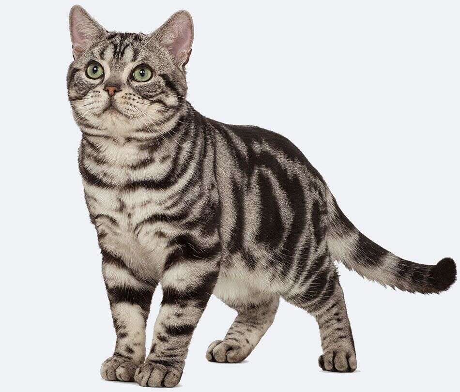 A grey tabby cat with striking patterns stands alert, head up and eyes wide open.