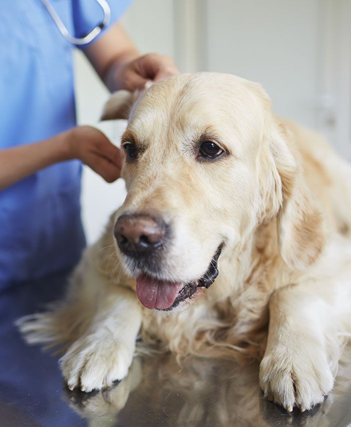 Golden retriever lying on a table with a vet in blue scrubs examining its ears.