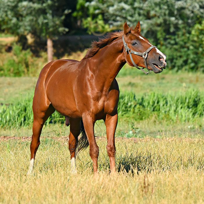A chestnut horse with a white blaze on its face stands in a grassy field, wearing a blue halter.
