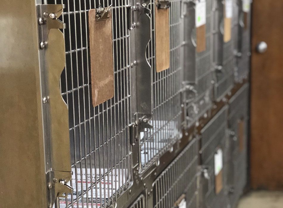 A row of empty metal animal cages with clipboards attached, lined up in a facility.