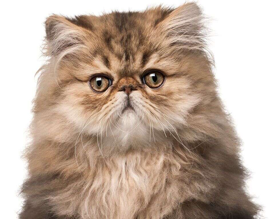 Fluffy Persian cat with a flat face and big, round eyes, gazing directly forward.