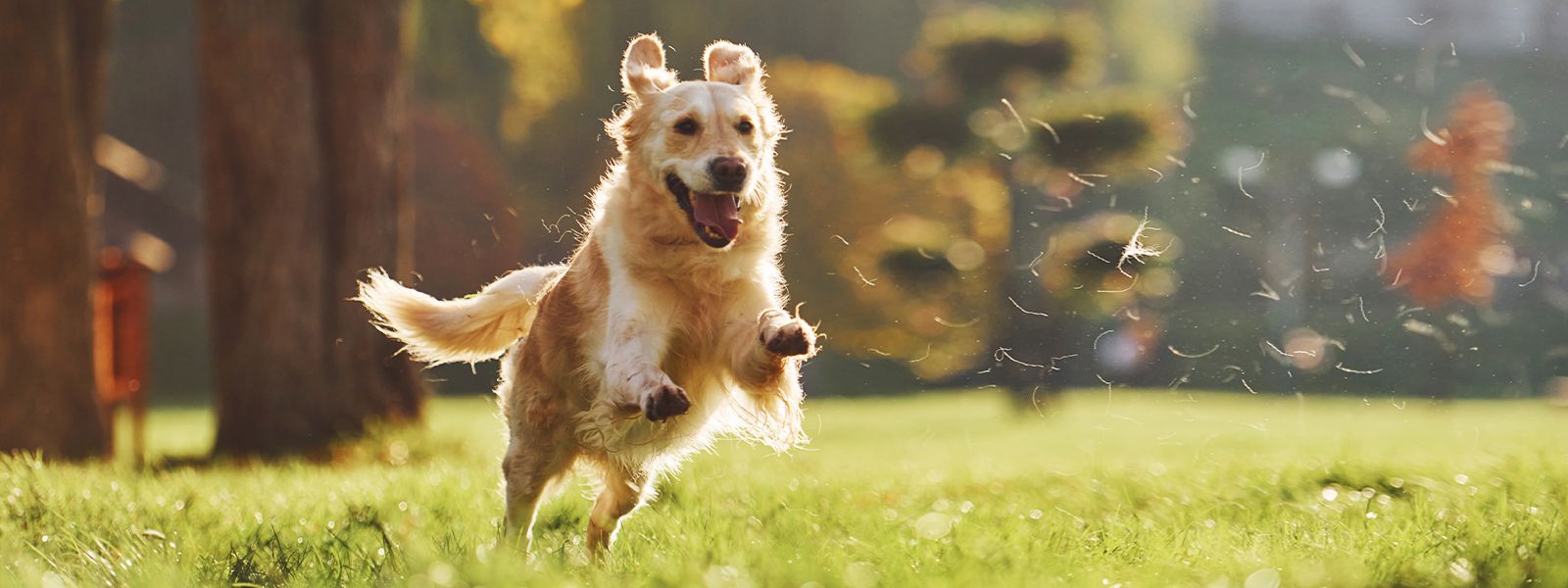 Golden retriever joyfully running through a grassy field with sunlight filtering through its fur.