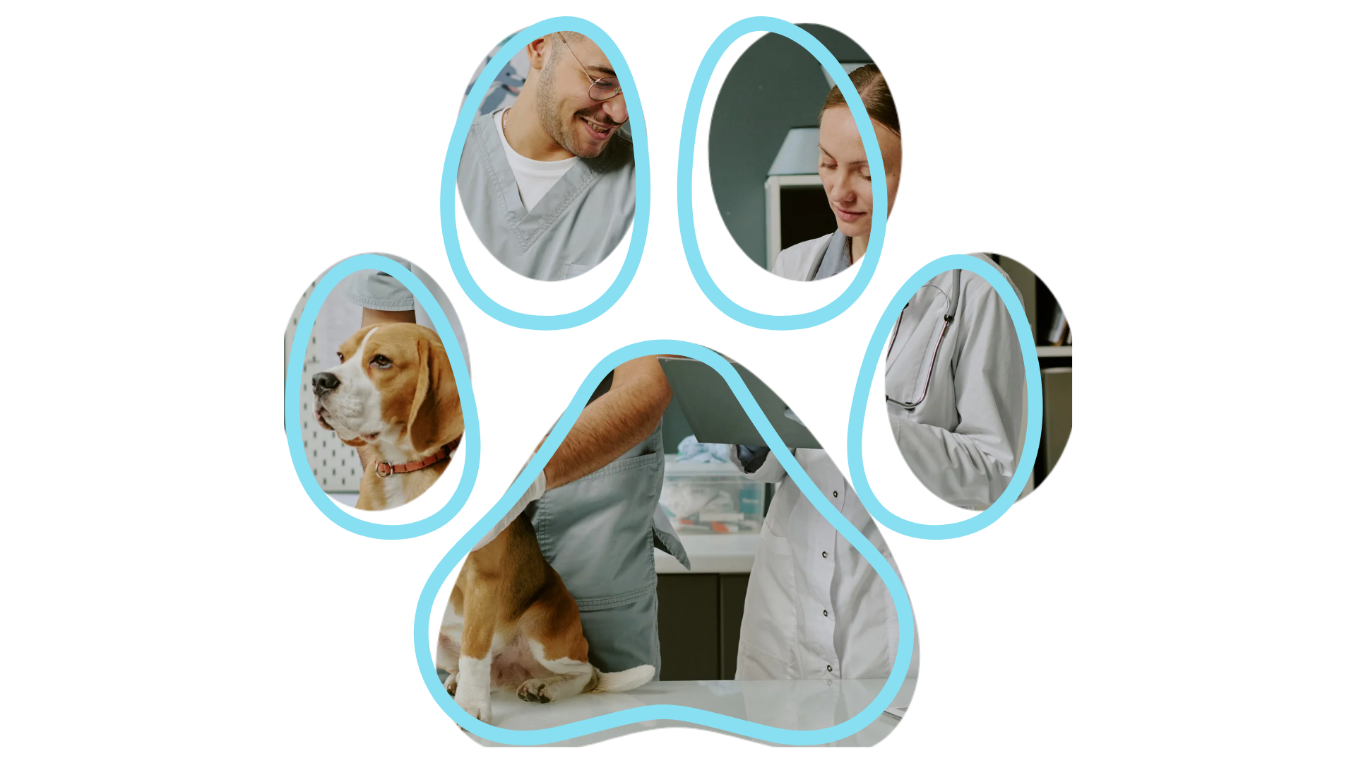 Veterinary professionals examining a beagle and interacting in a clinic, framed within paw-shaped collage sections.