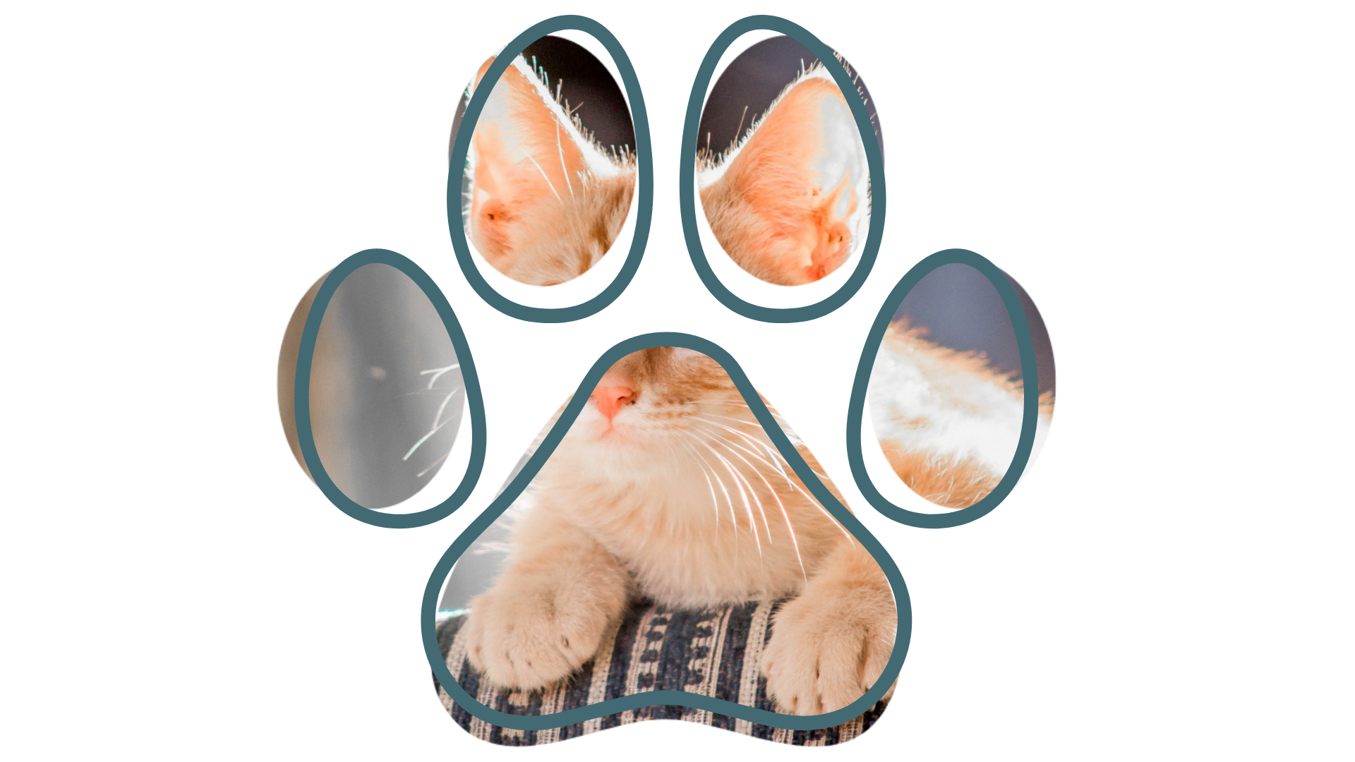 Paw-shaped collage featuring a sleepy orange cat with closed eyes and soft fur.