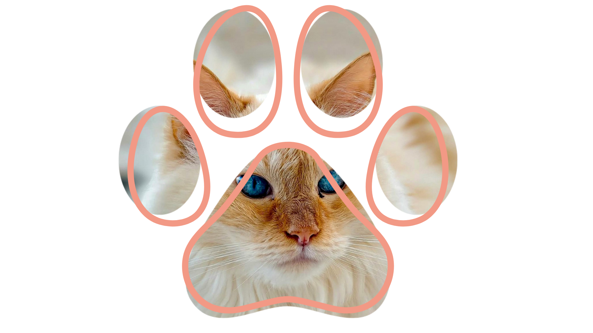 Cat’s face and ears framed within a pink paw print outline.