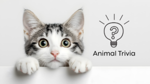 A curious cat peeks over a white surface next to a lightbulb icon with a question mark and the words "Animal Trivia.