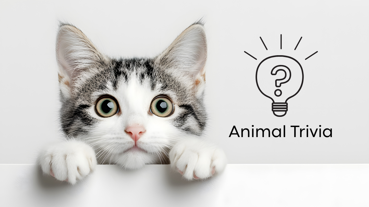 A curious cat peeks over a white surface next to a lightbulb icon with a question mark and the words "Animal Trivia.