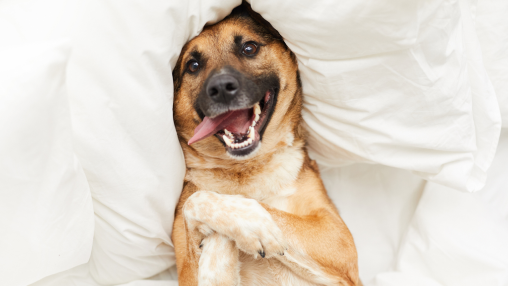 Happy dog lying under white pillows with tongue out.