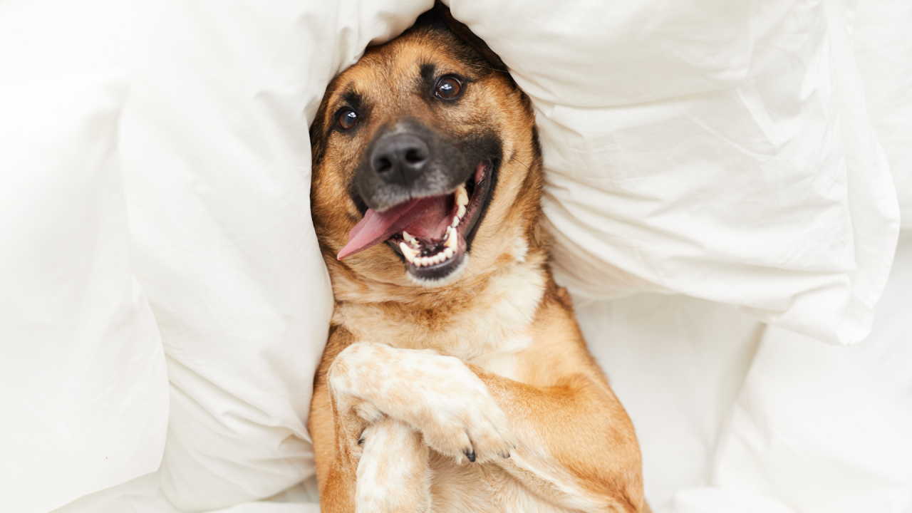 Happy dog lying under white pillows with tongue out.