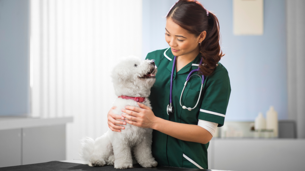 A veterinarian in a green uniform gently examines a white fluffy dog on a table.