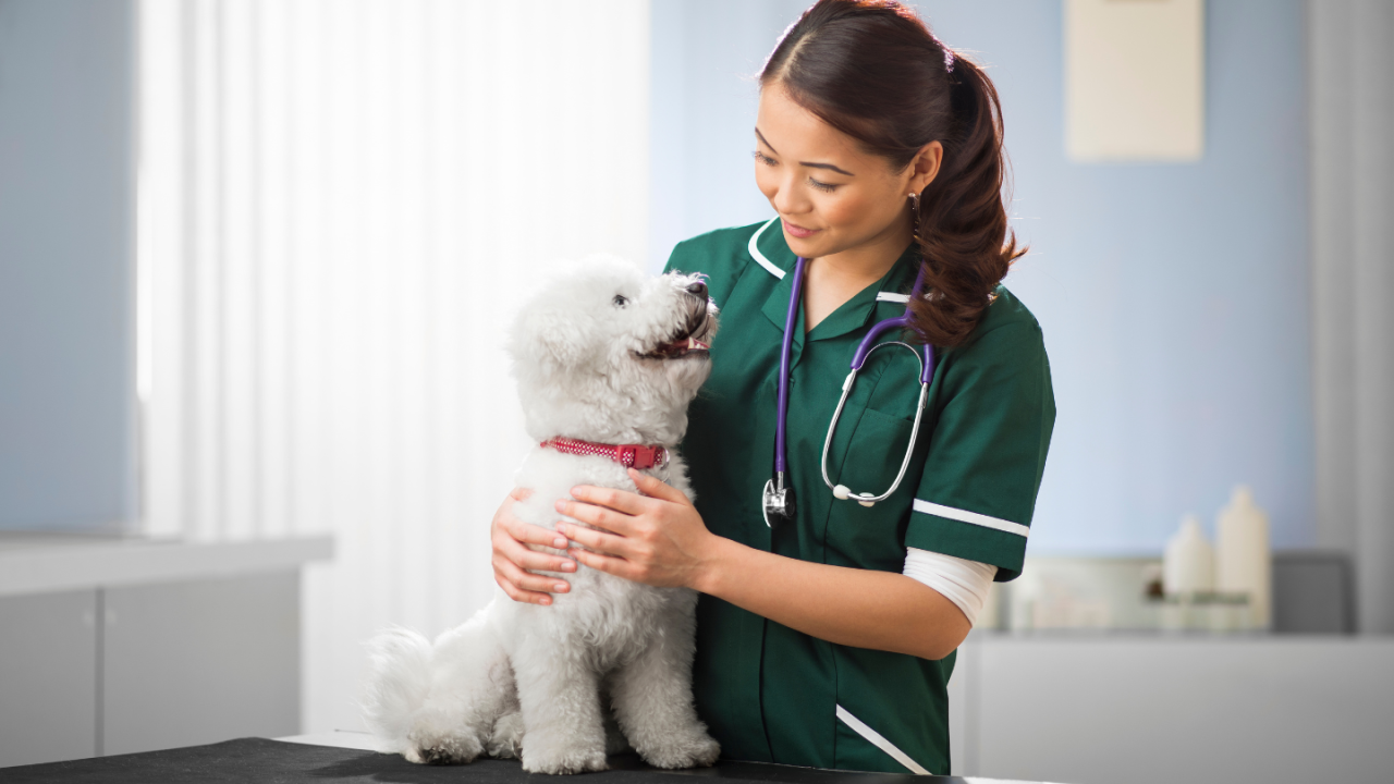 A veterinarian in a green uniform gently examines a white fluffy dog on a table.
