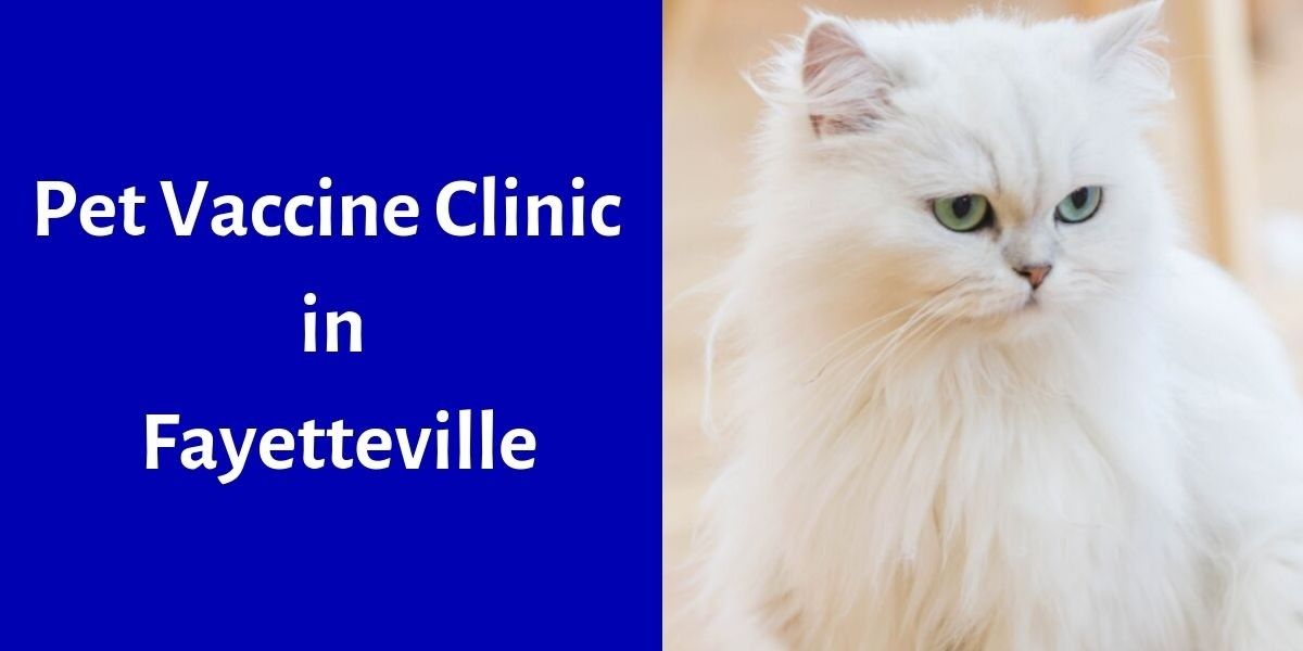 A fluffy white cat with green eyes looks to the side. Text reads: Pet Vaccine Clinic in Fayetteville.