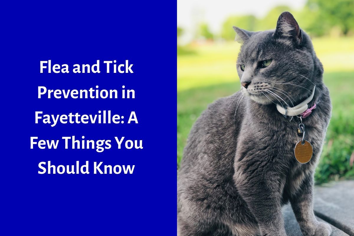 A gray cat with a collar and tag sits on a grassy area, looking to the side. Text reads, "Flea and Tick Prevention in Fayetteville.