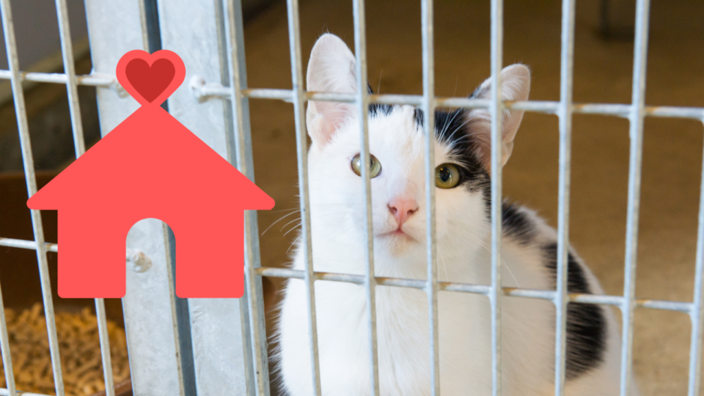 A black and white cat behind a metal cage, looking intently forward with a red house icon featuring a heart nearby.
