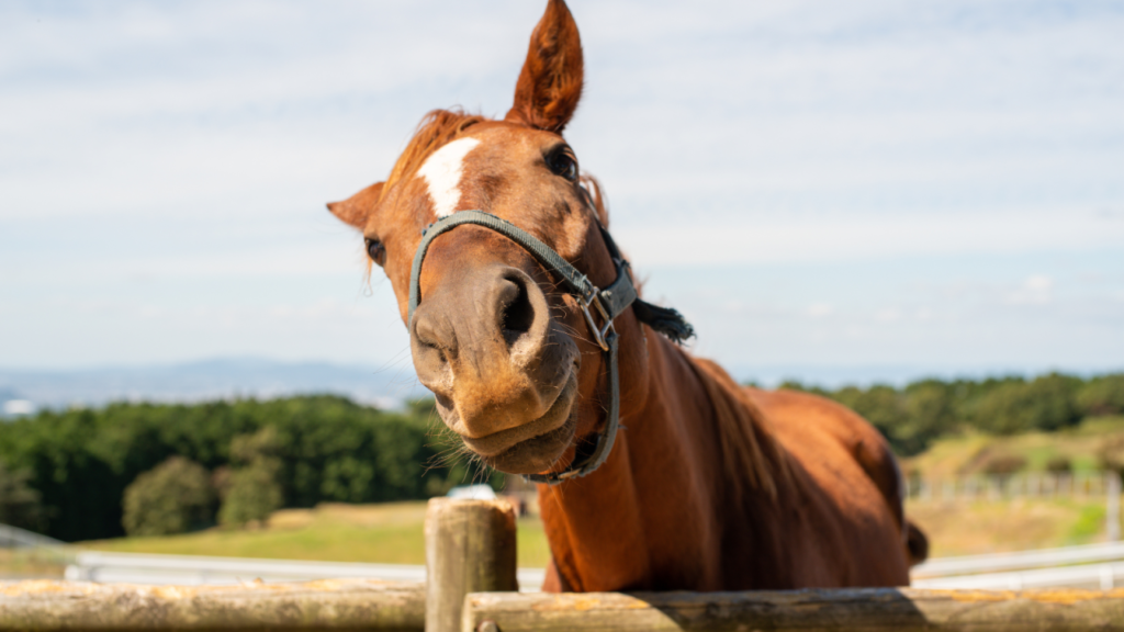 A chestnut horse with a white stripe on its face, wearing a halter, leans over a wooden fence with a curious expression.