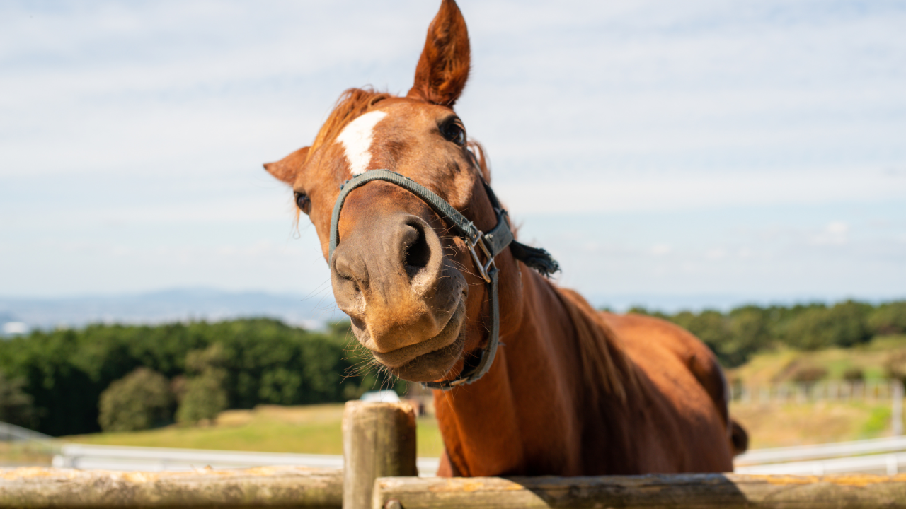A chestnut horse with a white stripe on its face, wearing a halter, leans over a wooden fence with a curious expression.