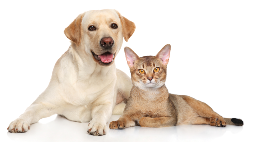 A Labrador retriever and an Abyssinian cat lying side by side on a white surface, both looking forward.