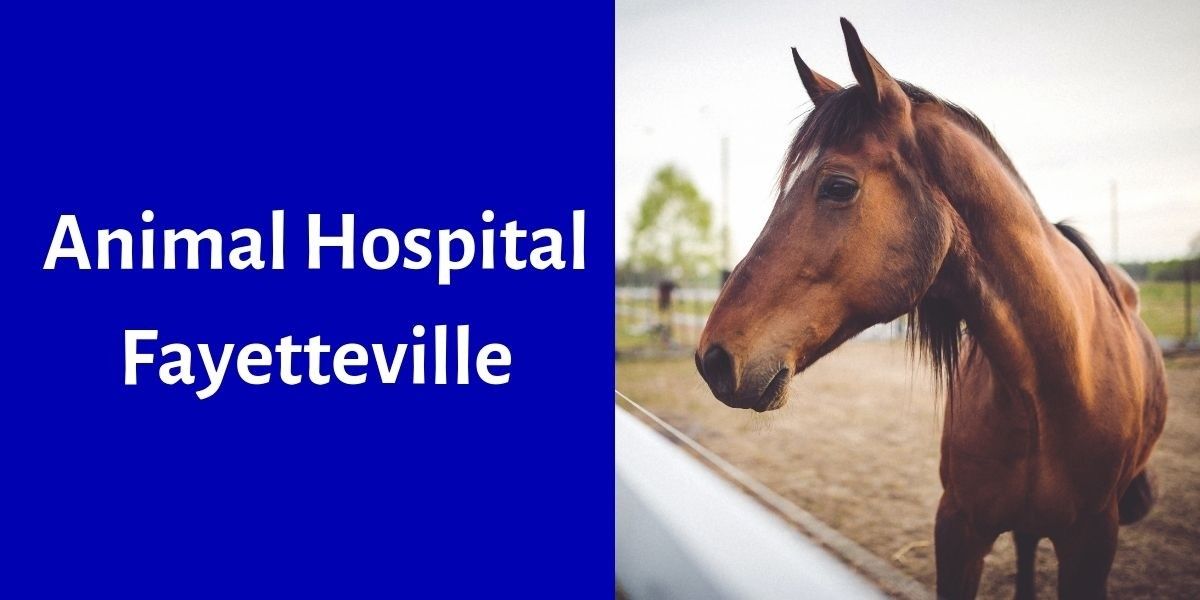 A brown horse looking to the side with the text "Animal Hospital Fayetteville" beside it.