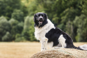 Black and white dog sitting on a hay bale in a field with trees in the background.
