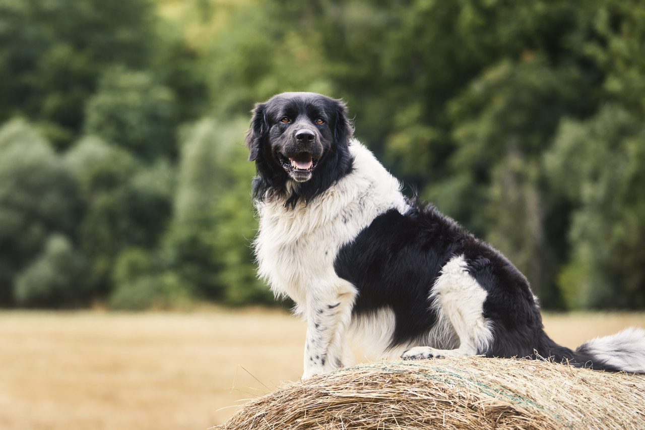 Black and white dog sitting on a hay bale in a field with trees in the background.