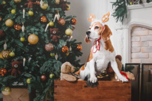 A beagle wearing reindeer antlers sits in a wooden chest surrounded by teddy bears near a decorated Christmas tree.