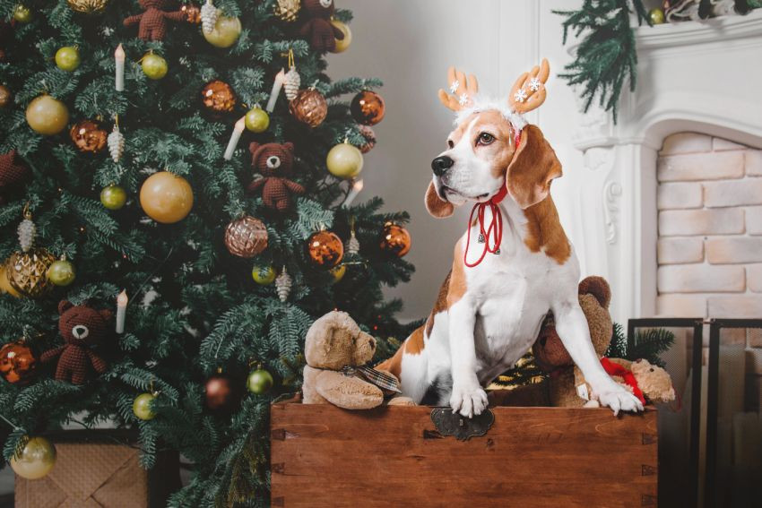 A beagle wearing reindeer antlers sits in a wooden chest surrounded by teddy bears near a decorated Christmas tree.