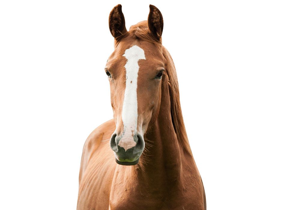 Brown horse with a white blaze on its face, standing and looking forward.