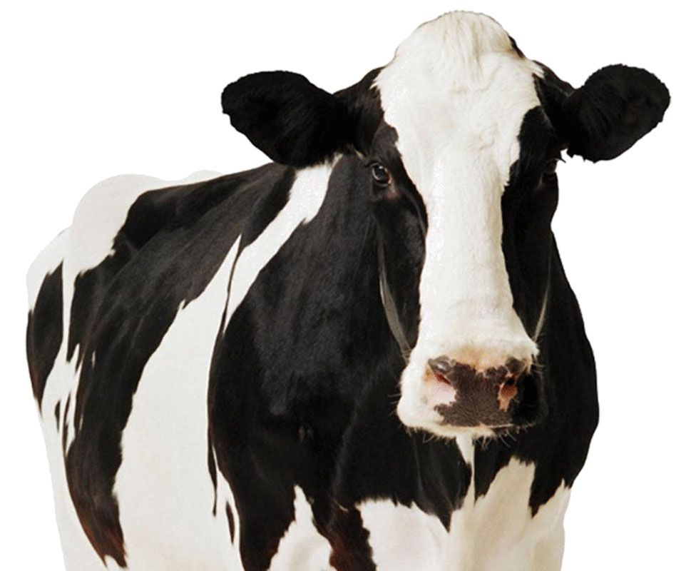A black and white cow facing forward with its ears perked up.