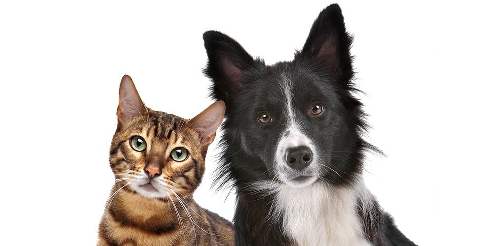 A Bengal cat and a Border Collie dog sit side by side, looking directly at the camera.