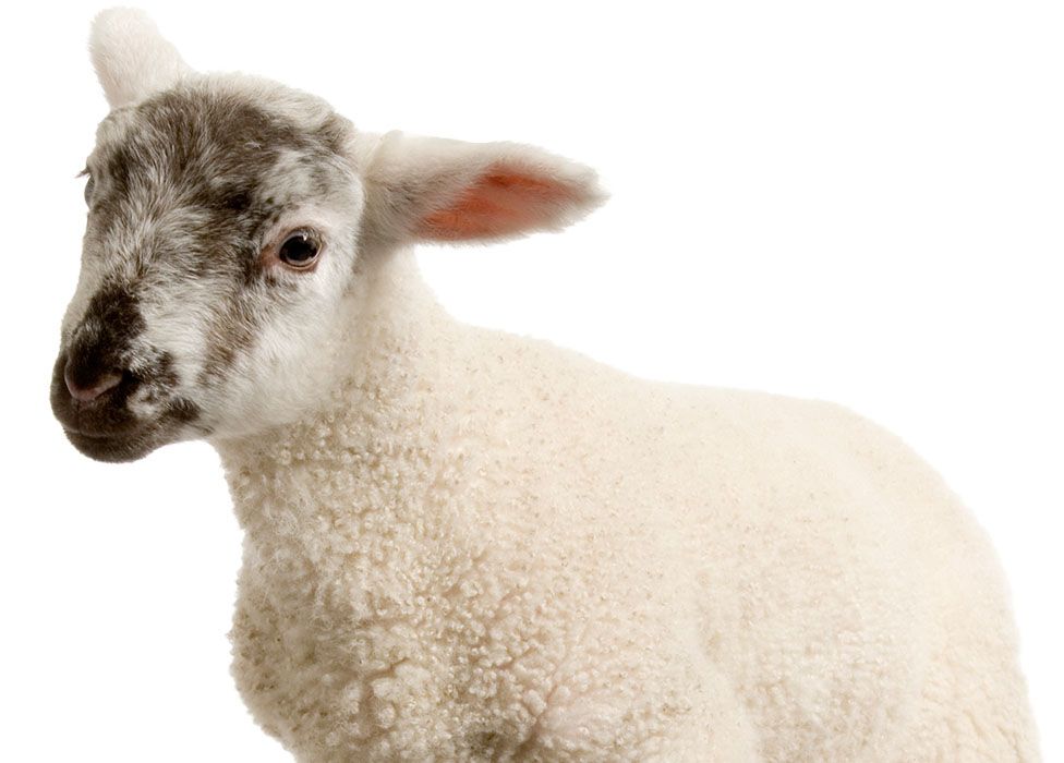 A young lamb with a fluffy white coat and a speckled face looks towards the viewer.