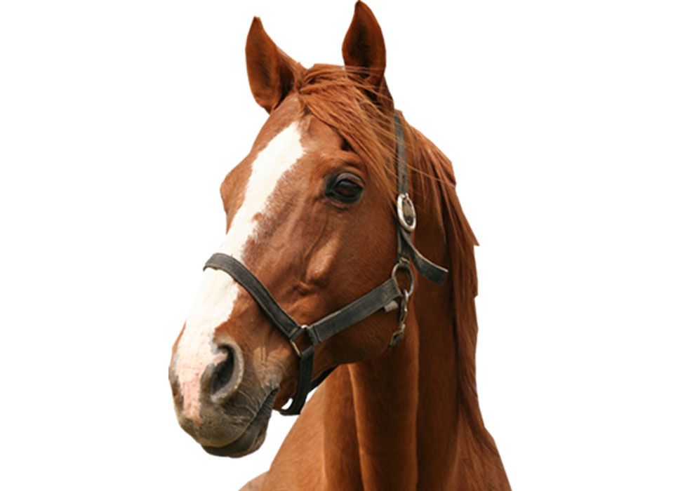 Chestnut horse with a white blaze and a black halter looking forward.