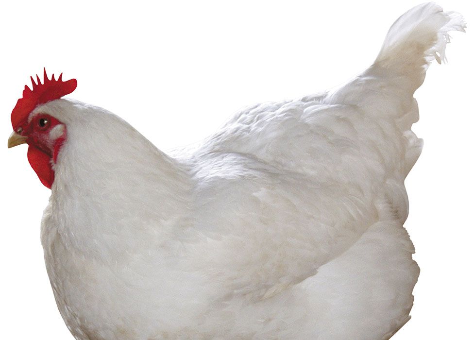 A white chicken with a red comb and wattles, standing and facing left.