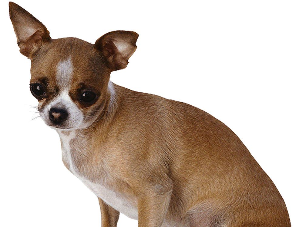 A small brown and white Chihuahua with large ears looking slightly to the side.