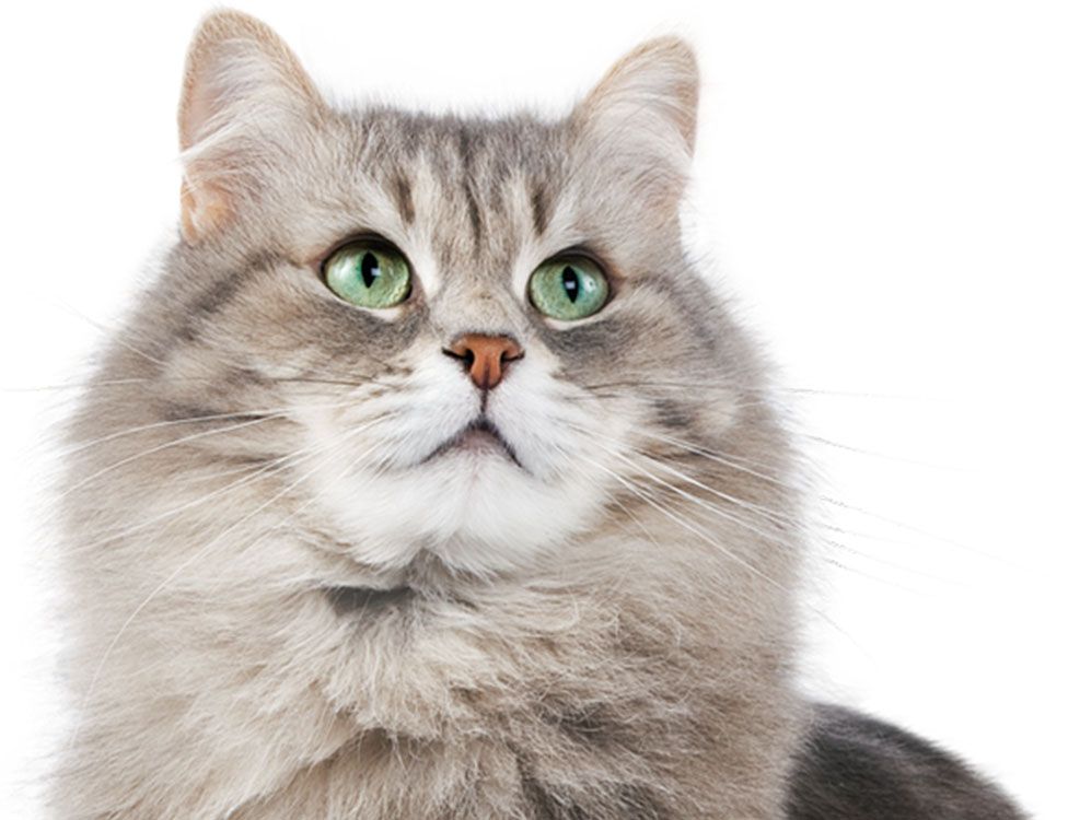 Fluffy gray cat with striking green eyes gazes upward.