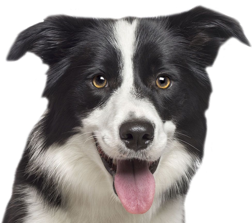 Black and white dog with perky ears, brown eyes, and tongue out.