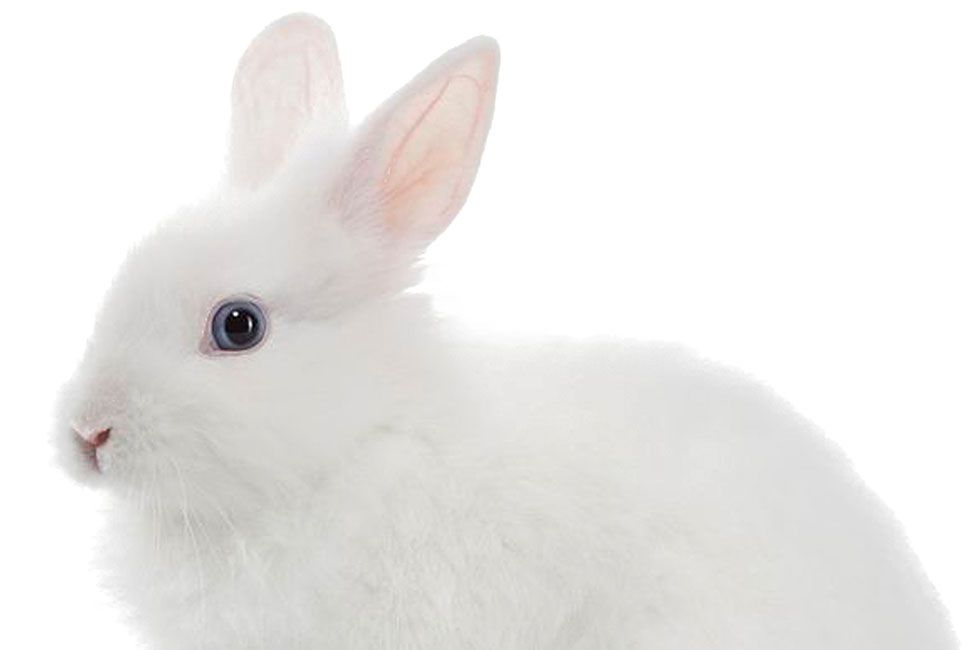 Fluffy white rabbit with pink ears and dark eyes looking to the side.