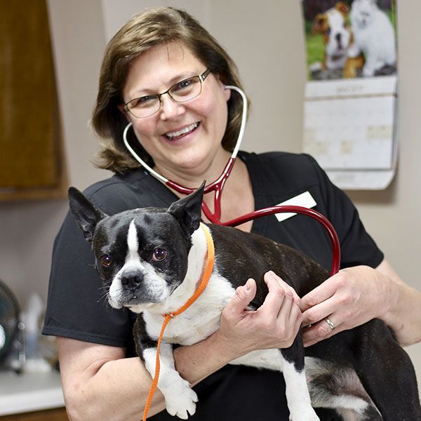 A veterinarian smiles while examining a small black and white dog with a stethoscope.